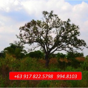 Quezon City / Marikina – 25 Hectares for Development Quezon City / Marikina – 25 Hectares for Development